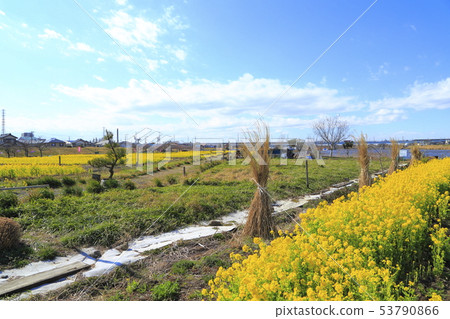 Sa玉縣八潮市中川八潮花公園 Sa玉縣八潮市中川八潮花公園 53790866