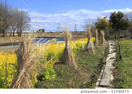 Sa玉縣八潮市中川八潮花公園 Sa玉縣八潮市中川八潮花公園 53790873