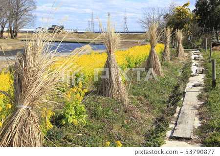 Sa玉縣八潮市中川八潮花公園 53790877