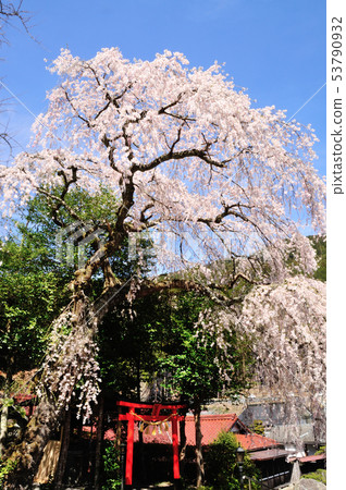Cherry blossoms coming to the hospital 53790932