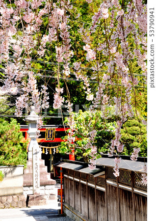 The cherry blossoms of the coming visit house and the torii of Tenkawa Daibanzai Taisha 53790941