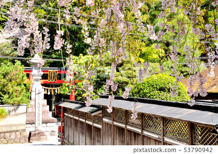 即將到來的參觀之家的櫻花和Tenkawa Daibanzai Taisha的牌坊 53790942
