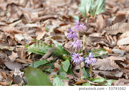 Shojo Bakama (Akagi Nature Park / Gunma Prefecture Shibukawa City) Shojo Bakama (Akagi Nature Park / Gunma Prefecture Shibukawa City) 53791082