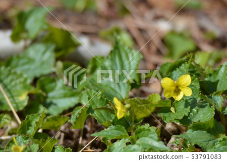 Ooba Kissire (Akagi Nature Park / Gunma Prefecture Shibukawa City) 53791083