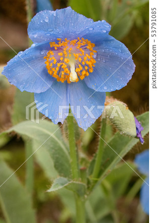 喜馬拉雅山的罌粟 53791085