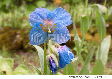 喜馬拉雅山的罌粟 53791086