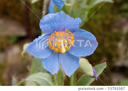 喜馬拉雅山的罌粟 53791087