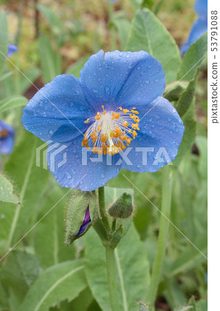 喜馬拉雅山的罌粟 53791088