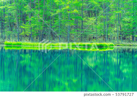 Oshikaike early summer [Nagano Prefecture] 53791727