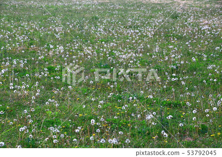 Dandelion fluff on the riverbed 53792045