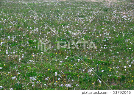 Dandelion fluff on the riverbed 53792046