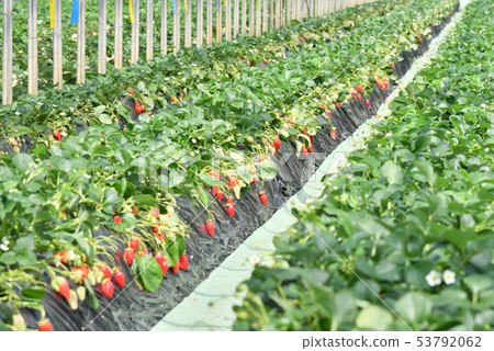 Strawberry cultivation 53792062