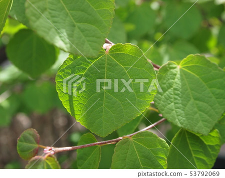 Leaves wig _ 001 53792069