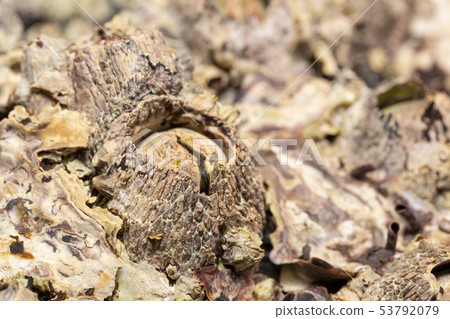 Barnacles Barnacles 53792079