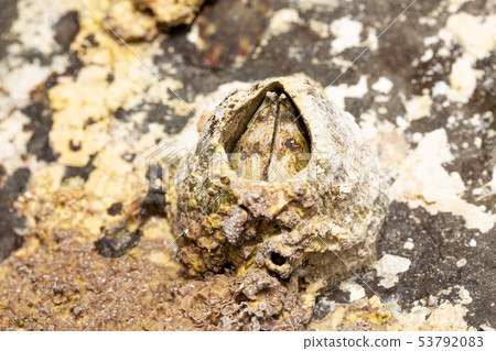 Barnacles 53792083