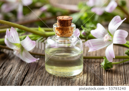 A bottle of mallow essential oil with fresh malva A bottle of mallow essential oil with fresh malva 53793240