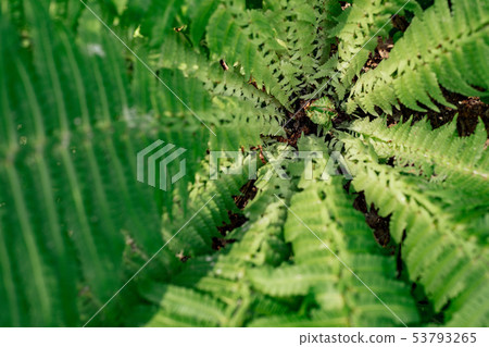Close-up of the central part of a green fern. Top Close-up of the central part of a green fern. Top 53793265