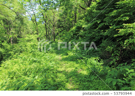 Sengoku Highway A stone paved road in Oizaka 53793944