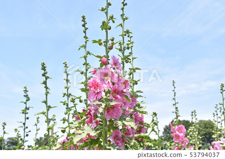 Tatiaoi(Toshio) Tatiaoi(Toshio) 53794037