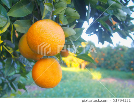 Valencian orange and orange blossoms. Spain.  53794131