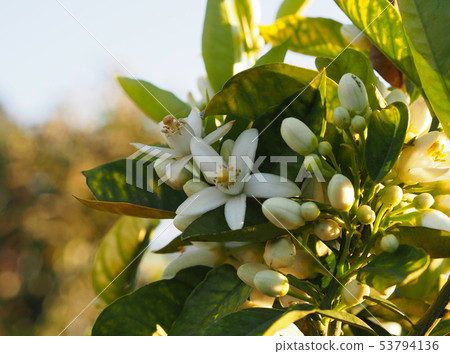 Valencian orange and orange blossoms. Spain. Valencian orange and orange blossoms. Spain. 53794136