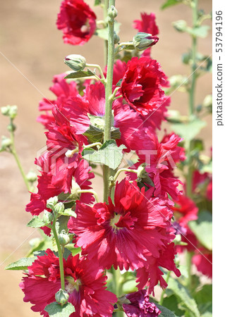 Tatiaoi（Toshio） 53794196