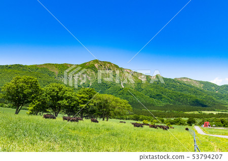 Highland pastureland and pasture cattle Miyagi Osaki City Naruko grazing ground Highland pastureland and pasture cattle Miyagi Osaki City Naruko grazing ground 53794207