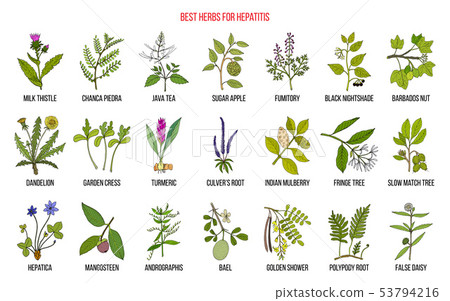 Best herbal remedies for hepatitis 53794216