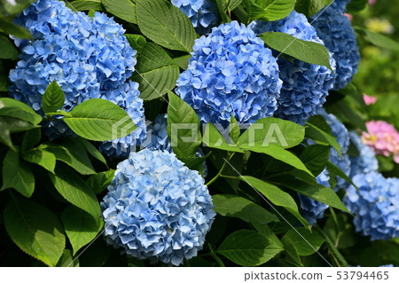 六月八仙花屬花風景 六月八仙花屬花風景 53794465