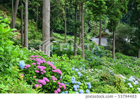 六月八仙花屬花風景 照片素材 圖片 圖庫