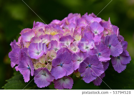 六月八仙花屬花風景 照片素材 圖片 圖庫