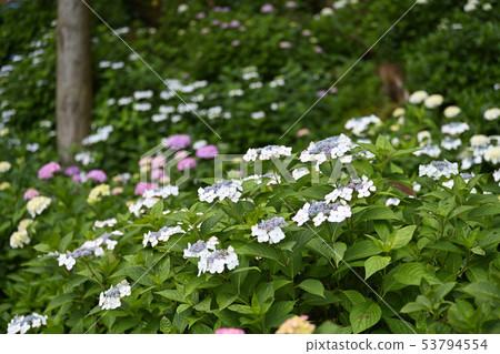 六月八仙花屬花風景 六月八仙花屬花風景 53794554