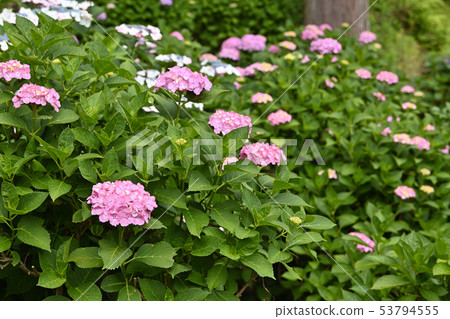 六月八仙花屬花風景 53794555