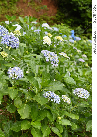 六月八仙花屬花風景 六月八仙花屬花風景 53794556
