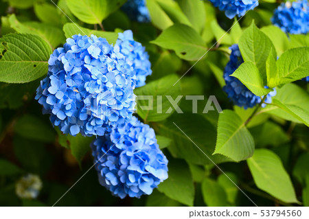 六月八仙花屬花風景 六月八仙花屬花風景 53794560