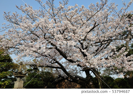 Cherry blossoms at Kanonji Cherry blossoms at Kanonji 53794687