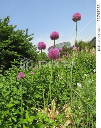 Allium gigantium purple flower Allium gigantium purple flower 53795083