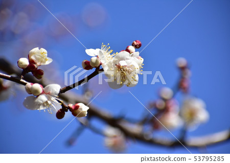 White plum White plum 53795285