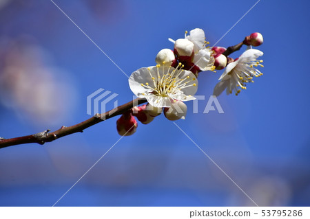 White plum White plum 53795286