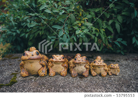 青蛙青蛙 53795553