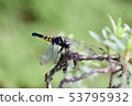 Dragonfly  53795932