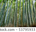  Bamboo grove 53795933