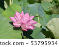 Lotus flower  53795934