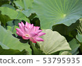 Water lily flowers 53795935