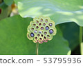 Lotus seed 53795936