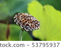 Water lily seeds 53795937