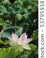 Water lilies 53795938