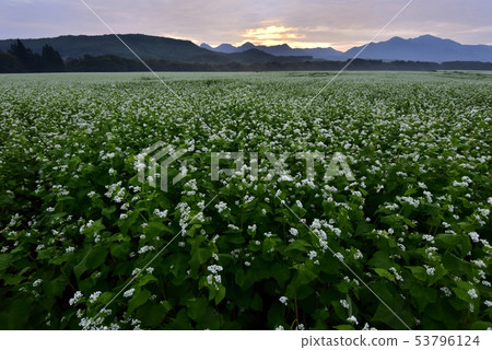 在早晨太陽雲彩開花的蕎麥領域的那須山 53796124