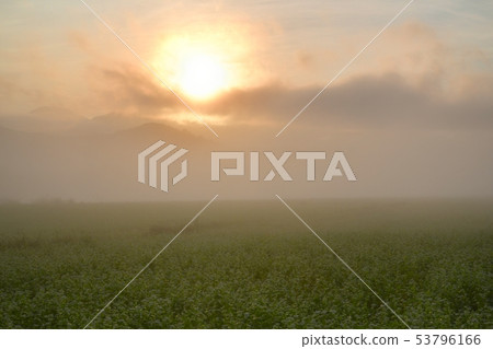在有薄霧的開花的蕎麥領域的日出早晨 53796166