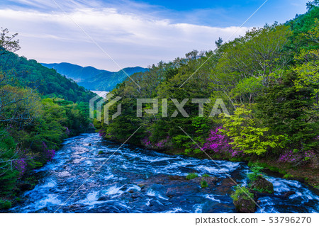 (Tochigi Prefecture) A flower of the Yukawa, a waterfall of the Ryuto, which blooms 53796270
